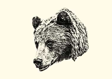Bear Head Ink Drawing