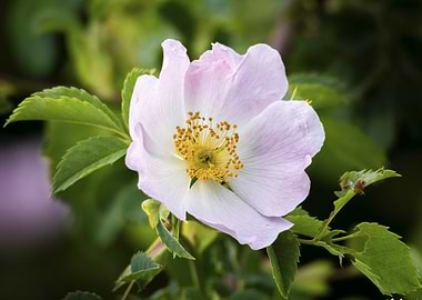 Delicate Pink Dog Rose (Rosa canina) Blossom Close-Up