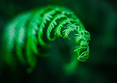 Unfurling Fern Frond