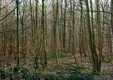 Dense Forest with Bare Trees