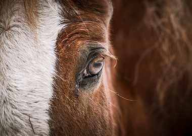 Close-up of a Horse's Eye