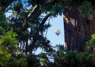 Hot Air Balloon Through Trees