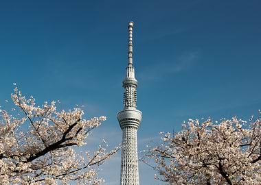 Tokyo Skytree with Cherry Blossoms