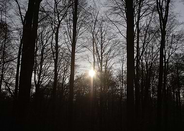 Sunlit Forest Silhouette