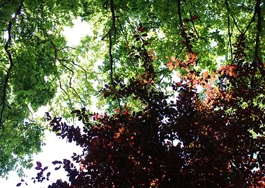 Forest canopy