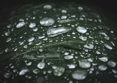 Leaf with Water Droplets