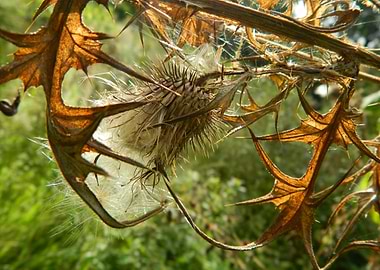 Dried Thistle with Seeds and Leaves