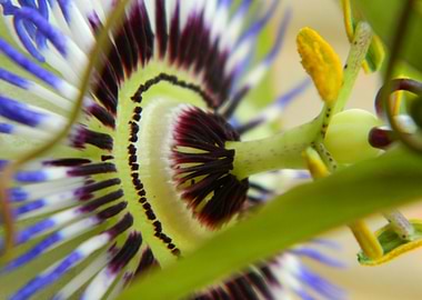 Passion Flower Close-Up