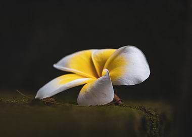 Plumeria Flower on Mossy Surface