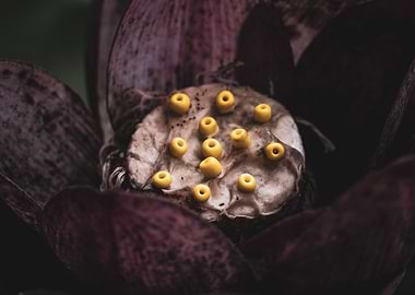 Close-up of a Lotus Flower