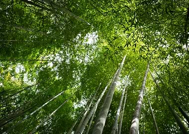 Lush Green Bamboo Forest Canopy