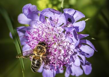 Bee (Apis mellifera) on Purple Flower