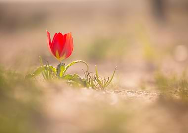 Red Red Desert Tulip (Tulipa systola) in a Field