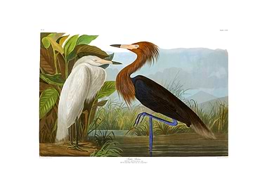 The Birds of America - Purple Heron