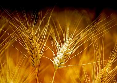Golden Wheat Field Close-Up