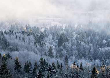 Winter Forest in Fog