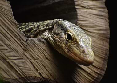 Monitor Lizard in Wooden Hollow