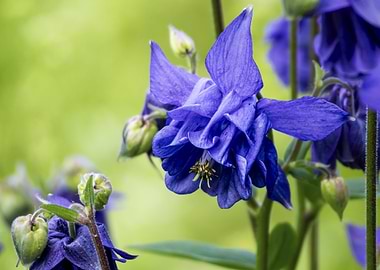 Close-up of a Blue Common Columbine (Aquilegia vulgaris) Flower