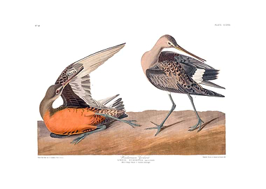 The Birds of America - Hudsonian Godwit