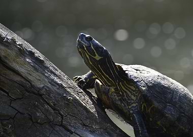 Turtle on a Log