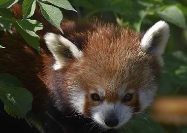 Red Panda Portrait in Natural Setting