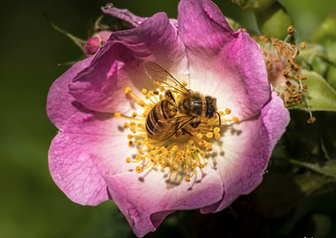 Bee (Apis mellifera) on Pink Flower