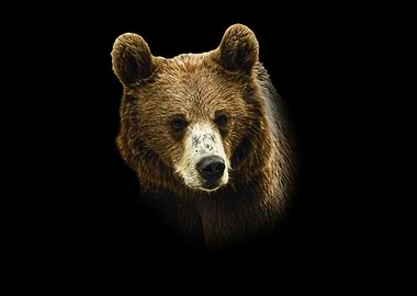 Brown Bear Portrait on Black Background