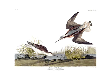 The Birds of America - Wilson's Phalarope