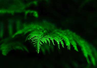 Lush Green Fern Frond Close-Up