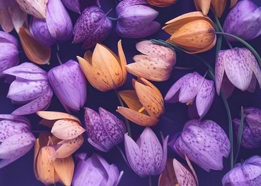 Purple and Orange Fritillaria Flowers