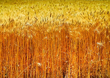 Golden Wheat Field