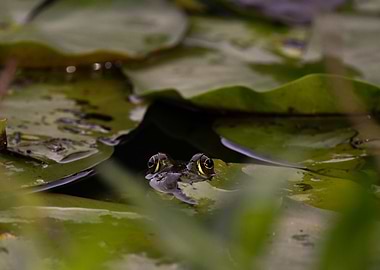 Frog in Lily Pads