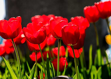 Vibrant Red Tulips in Sunlight