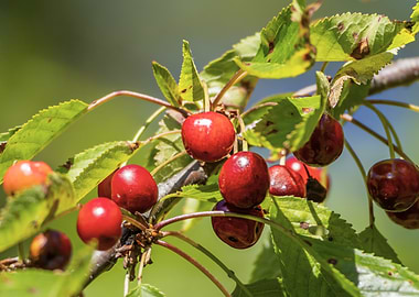 Fresh Cherries on the Branch