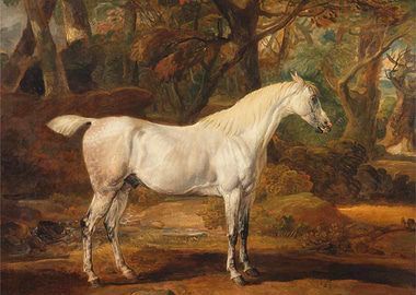 White Horse in Forest Painting