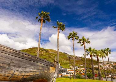 Palm Trees and Wooden Boat in Madeira, Camara de Lobos