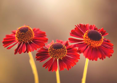 Three Red Helenium Flowers Close-Up