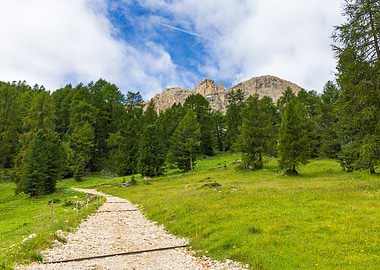Mountain Path Through Green Meadow