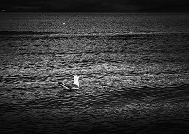 Seagull on the water in black and white
