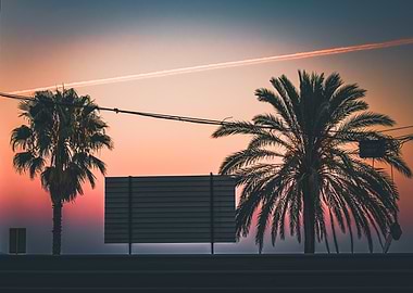 Palm Trees at Sunset