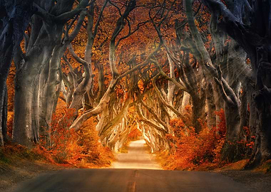 Autumnal Tree Tunnel Road