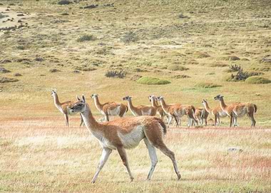 Guanacos in a field at Torres del Paine National Park