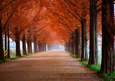 Autumn Tree-Lined Path