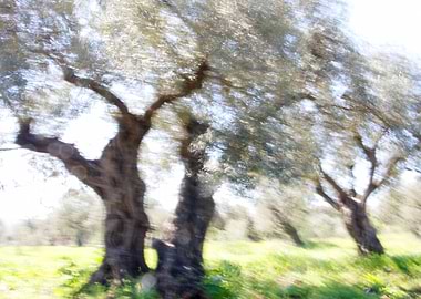 Olive Trees in Motion