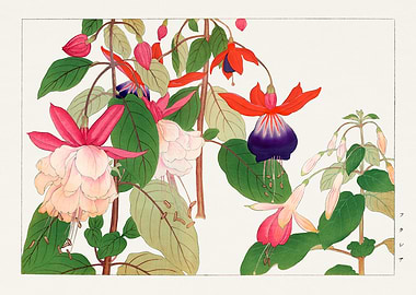 Fuchsia Flowers Botanical Illustration