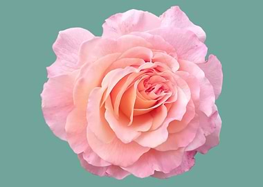 Pink and Peach Rose on Teal