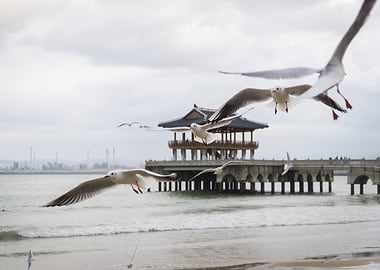 Seagulls flying near a pavilionin Pohang, South Korea