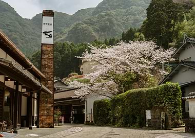 Okawachiyama Village with Cherry Blossoms - Kyushu, Japan