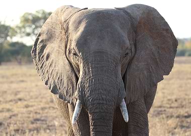 Elephant Portrait in Botswana grasslands