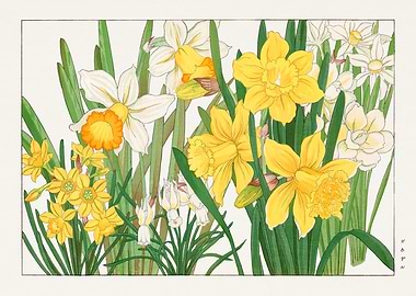 Daffodils Floral Art Print